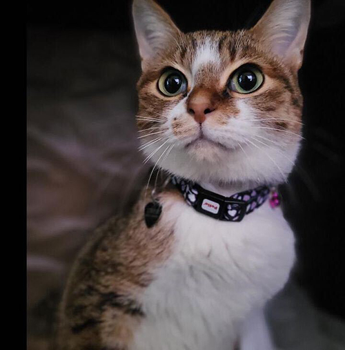 ぱっちりおめめの愛ちゃん