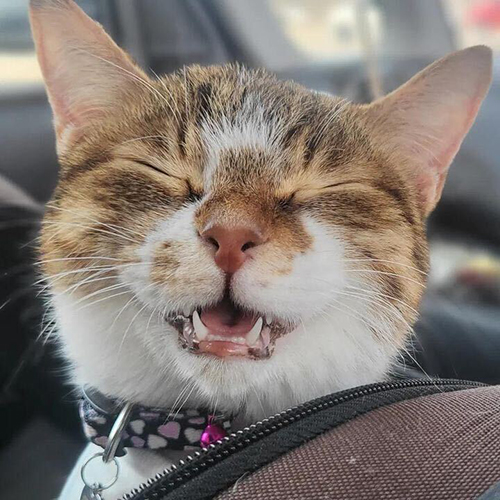 目つぶり口開け愛ちゃん