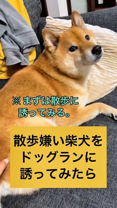 散歩嫌いな柴犬