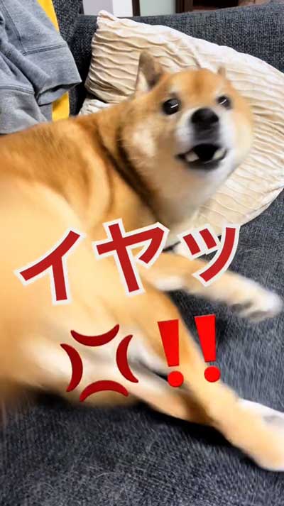 散歩を拒否る柴犬