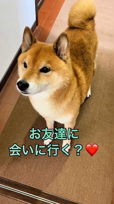 キラキラおめめの柴犬