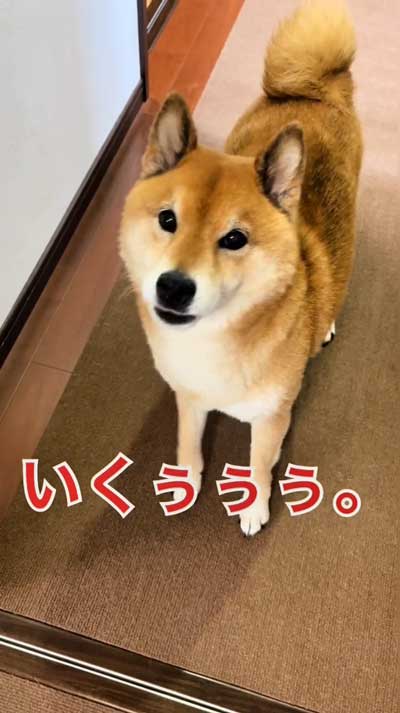 かわいく鳴く柴犬