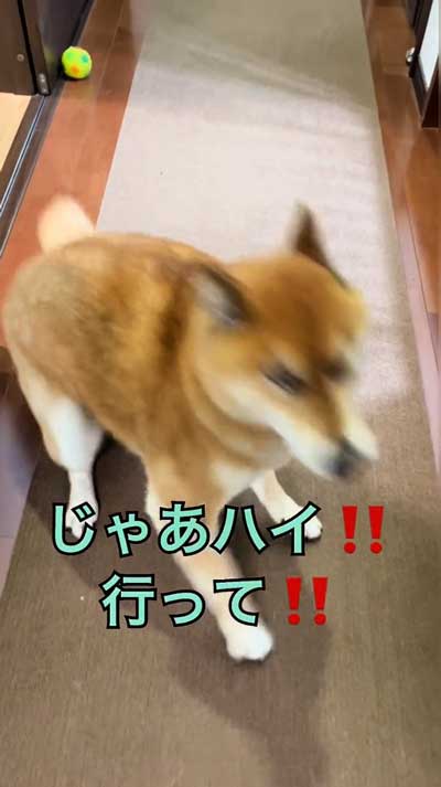 やる気満々の柴犬