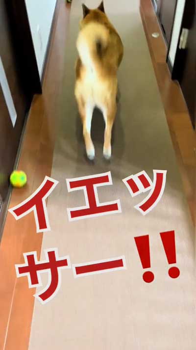 ダッシュする柴犬