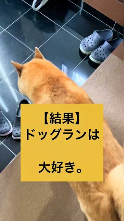 反応がかわいい柴犬