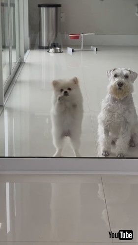 動きが両極端な2匹の犬