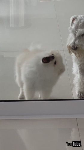 動きが両極端な2匹の犬