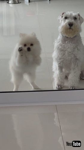 動きが両極端な2匹の犬