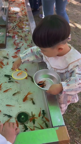 金魚すくいの天才