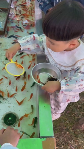 金魚すくいの天才