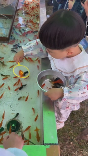 金魚すくいの天才