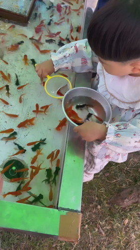 金魚すくいの天才