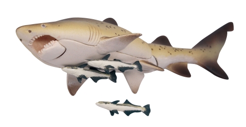 青き海の世界 ザ・シャーク シロワニあらわる