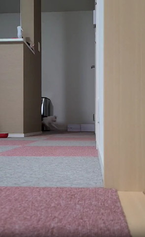 角から出てくる猫ちゃん