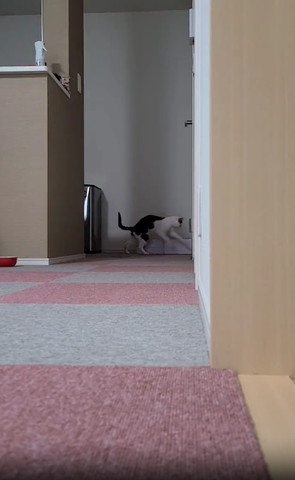 奥で走ってる猫ちゃん