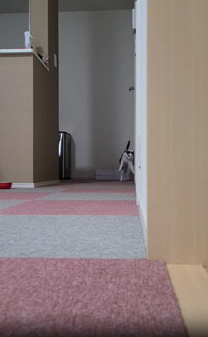 奥で壁にそってジャンプ猫ちゃん