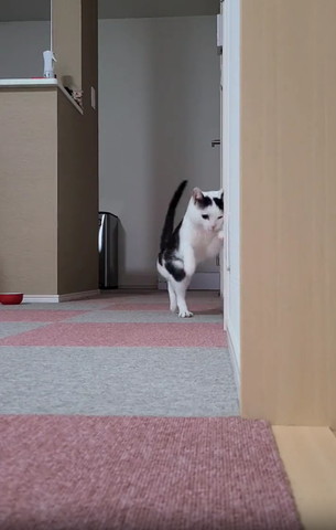 壁にそって招き猫風な猫ちゃん