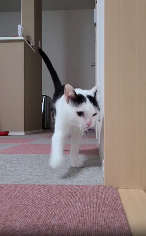 右前足だしてアップのニャンコ