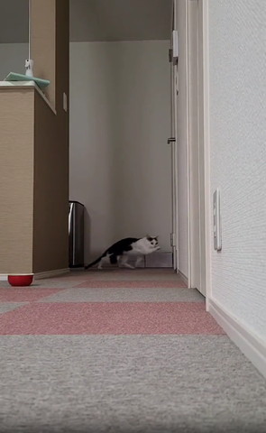 奥で右前足だして走ってる猫