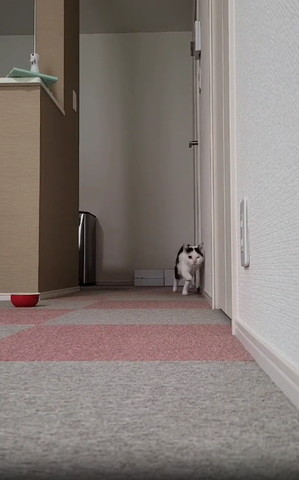 壁に沿って右前足だして歩いてる猫奥の方