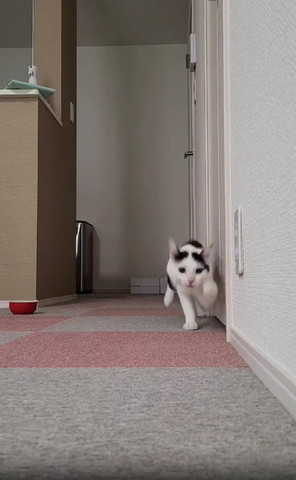 カメラ目線左前足あげてる猫