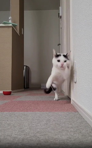 おなか見せて立ち上がろうとしてるような猫