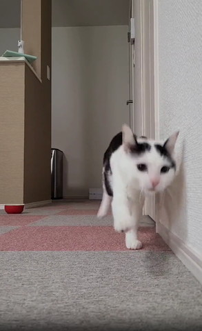 右前足あげてアップの猫の画像