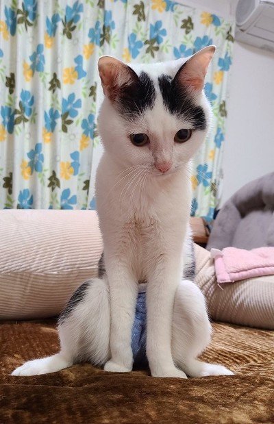 おすわり猫ちゃん