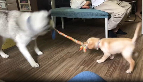 綱引きワンコたちハスキー頭揺らしてる後頭部見える画像