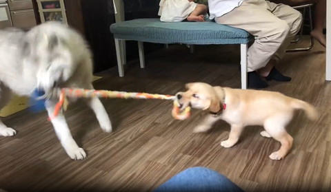 ハスキーに引っ張られて踏ん張る子犬