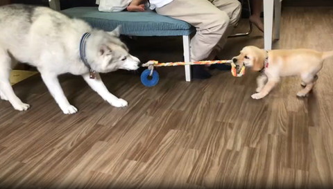 紐ひっぱる子犬