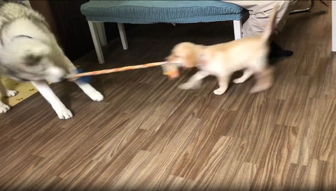 ひっぱるハスキー