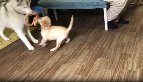 ハスキーの元に行く子犬