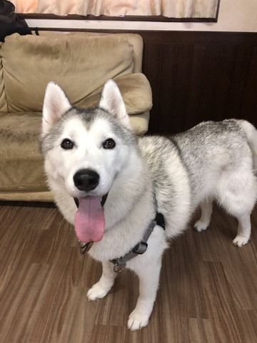 ベンチに座って目つむって舌だしワンコ