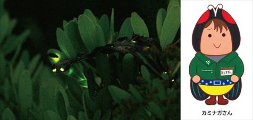 ホタル