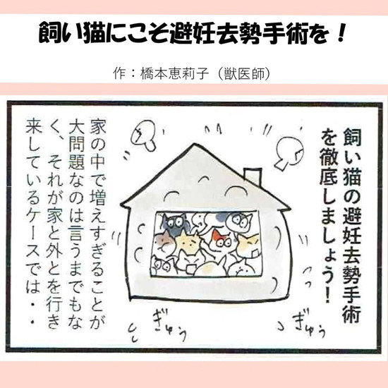 飼い猫の避妊去勢手術の徹底を