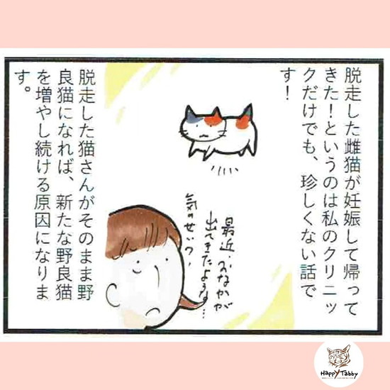 脱走した雌猫が妊娠してもどってきた