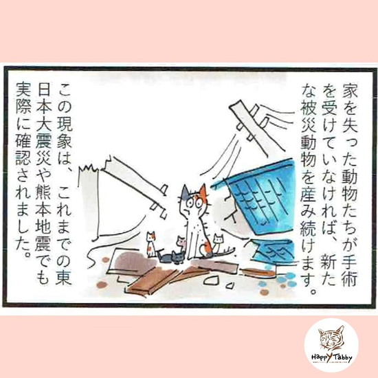 災害時に家から離れ、戻れなくなった猫