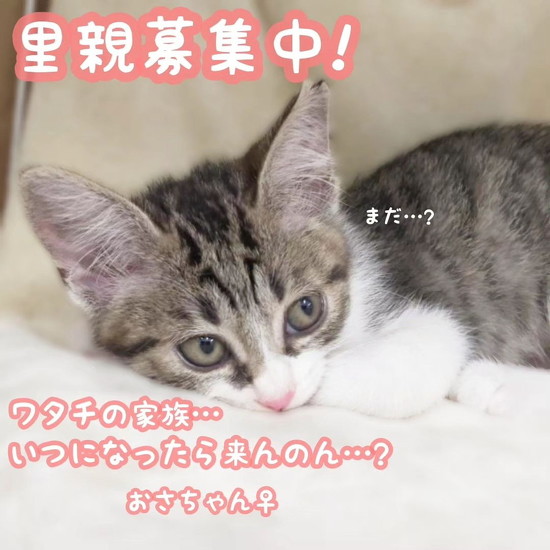 里親募集中の子猫