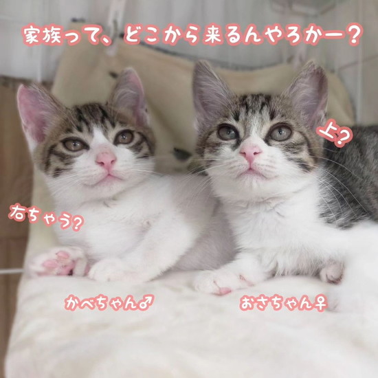 飼い猫の避妊去勢手術の徹底を