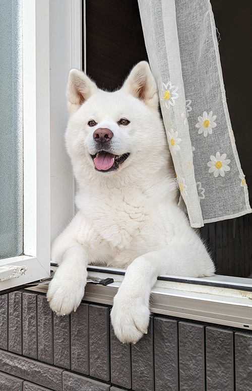 朝ワクワクする秋田犬