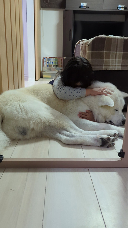 おやすみなさいする秋田犬