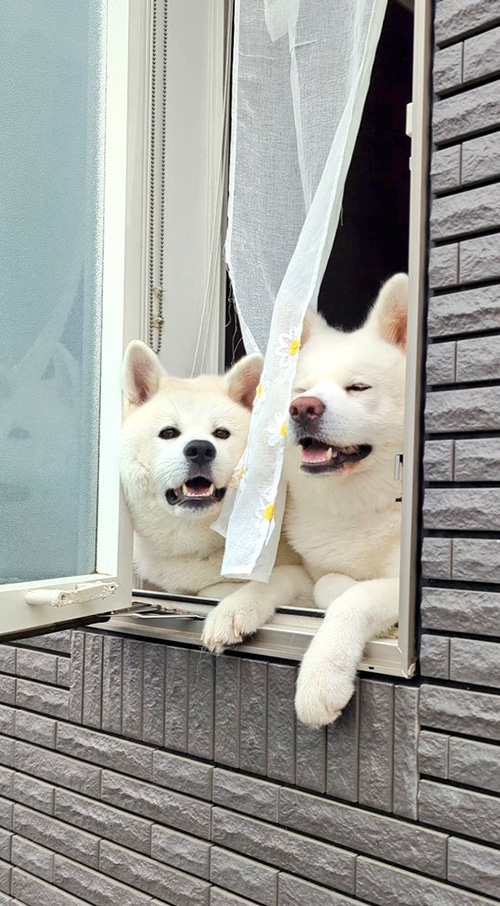 窓から顔を出す秋田犬