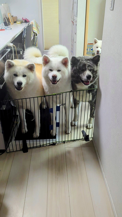 押し寄せる秋田犬