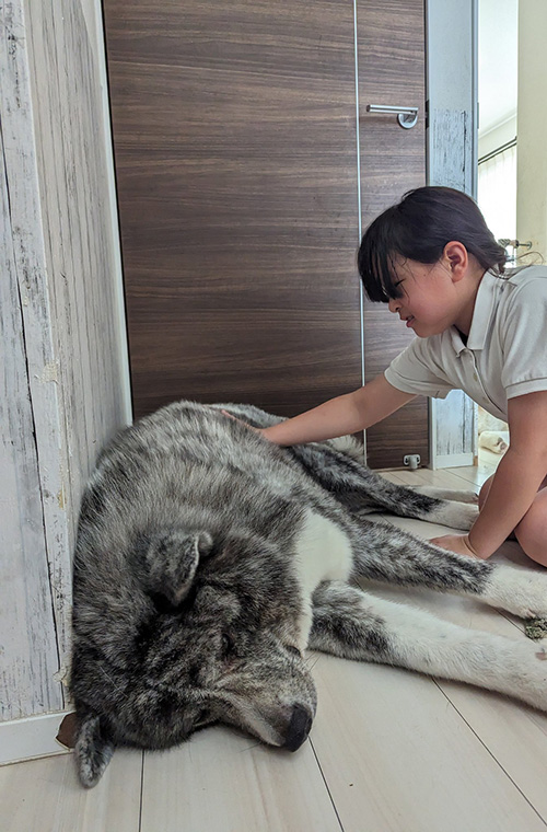 秋田犬をなでる次女