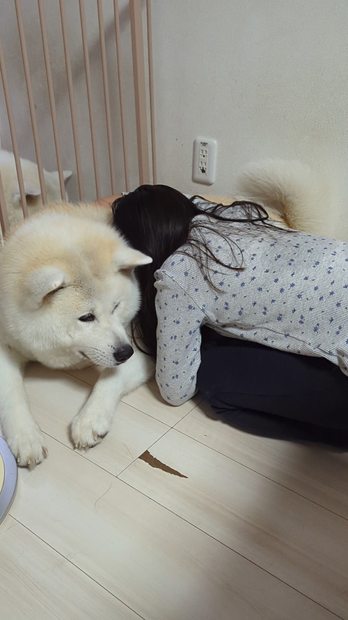 秋田犬と娘