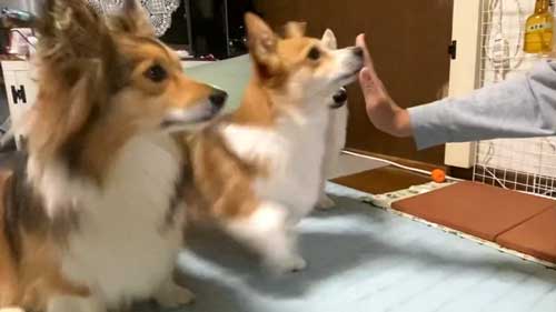 ハイタッチ犬