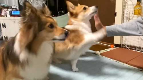 コーギー