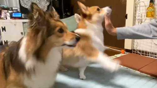 コーギーの「スカッ」