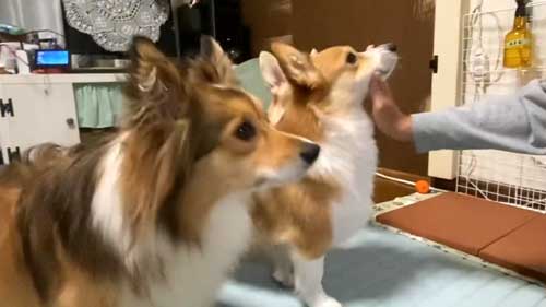 空振るコーギー